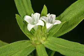 Image result for Spermacoce senensis