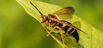We did not find results for: Cicada Killer Wasp Sting And Facts Ehrlich Pest Control