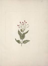 Image result for Ehretia cymosa