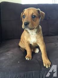This strong breed is often known as the pitweiler. Pitbull And Rottweiler Mix Petfinder