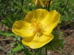 Yellow Poppy Woodland Flowers Flowers Perennials Rare Flowers