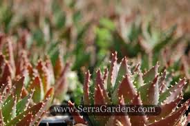 Image result for Aloe nuttii