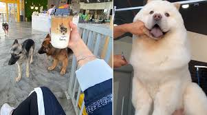 Viral News Saudi Arabia Gets Its First Dog Cafe The Barking Lot Pet Lovers Share Pics And Videos Latestly