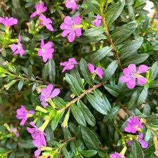 Image result for Cuphea hyssopifolia