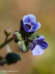 Image result for Cynoglossum coeruleum