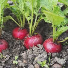 The majority of vegetables will be sown in spring (march to may) however some. What To Plant In April Best Flowers And Vegetables To Plant In Spring