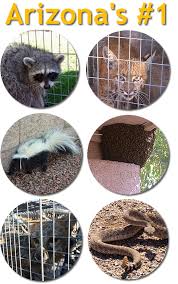 Matt and gene or the best guys in the business, yuma pest rocks!!! yuma pest. Lone Wolf Wildlife Pest Specialist