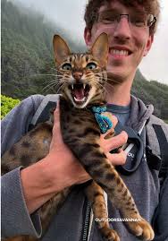 Cat Attracting Bird Sounds