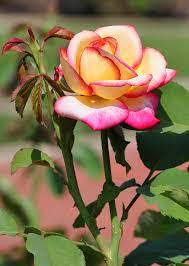 Did you scroll all this way to get facts about yellow roses pink? Pink And Yellow Rose Photograph By Ray White