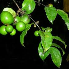 Image result for Strychnos matopensis