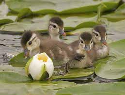 Never use newspaper or hay and always check that ducklings are not ingesting wood shavings or hemp if you choose this bedding. Ducks By Duke Animals Beautiful Cute Baby Animals Pet Birds