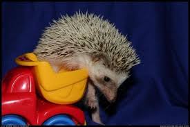 صور قنفذ Cute Hedgehog Hedgehog Cute Hedgehog Cute