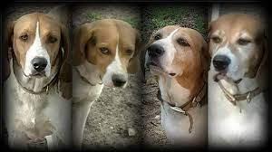 70+ living rooms that are simply gorgeous. What Is A Treeing Walker Coonhound