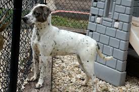 Black And White Hound Black Brindle Merle With High White And Ticking Crazy Dog Brindle Dogs