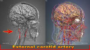 We did not find results for: How Many Carotid Arteries In The Neck Stenting As Good As Surgery Over Long Haul In Treating