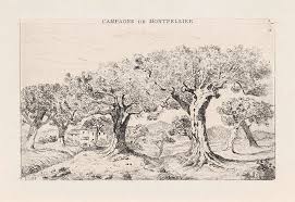 Check spelling or type a new query. Landscape With Olive Trees In Montpellier France Drawing By Artokoloro