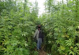 Image result for Cannabis sativa