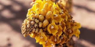 Image result for Cistanche tinctoria