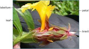 what makes a petal a petal planting flowers plants flowers