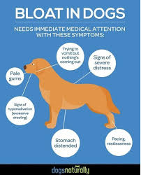 Bloat Is When A Dogs Stomach Fills With Air Fluid Food It Becomes Enlarged Putting Pressure On Other Organs Making It Di In 2020 Dog Safety Dog Illnesses Prevention