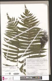 Image result for Christella hispidula