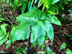 Image result for Tectaria camerooniana