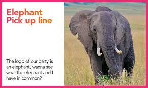 These pick up lines are cheesy, funny, corny, cute and nerdy. 10 Elephant Pick Up Lines The Pickup Lines