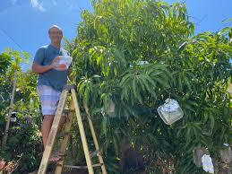 Harga diamond yang mahal terkadang tak terjangkau semua orang. Hawai I S Gold The Sacredness Of Mangoes