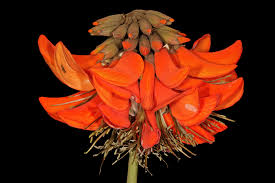 Image result for Erythrina afra