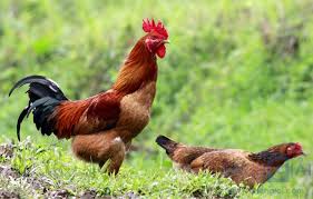 Kết quả hình ảnh cho nhà em