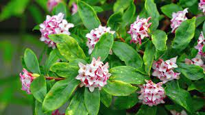 Maybe you would like to learn more about one of these? How To Grow And Care For A Daphne Plant Bunnings Australia