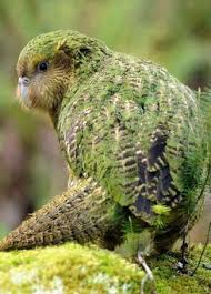 Kakapo Kusu Yeni Zelanda Kakapo Rare Birds Rare Animals