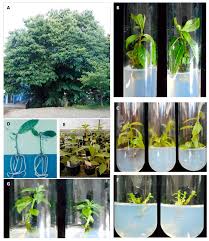 The katsura (cercidiphyllum japonicum) is a shade this shade tree can tolerate drought conditions, polluted soils and has a high resistance to diseases and pests. Forests Free Full Text Application Of Biotechnology In The Conservation Of The Genus Castanea Html