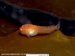 Image result for Liparis mulindana