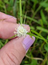 Image result for Kyllinga bulbosa