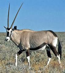 Oryx Powerful Desert Antelope Antelope Animal Animals Animals Beautiful