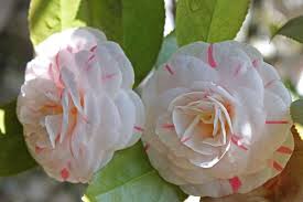Camellias Voyages En Cours Page 28 Camelia Fiori