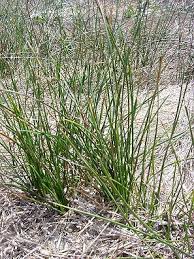 Image result for Juncus