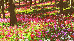 Download new, free content every month and explore all that istock™ has to offer. Data Src Free Download Flower Garden Wallpaper All Flower Photo Download 1920x1080 Wallpaper Teahub Io