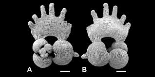 Image result for Caperonia fistulosa