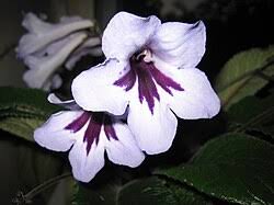 Image result for Streptocarpus arcuatus
