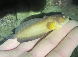 Image result for Liparis tridens