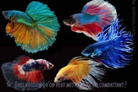 Quelle Race De Poissons Mettre Avec Un Combattant Aniimoo