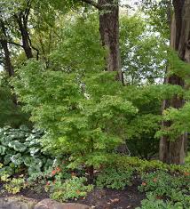 Algunas fuentes aseveran que también es nativa de china. Ufei Selectree A Tree Selection Guide