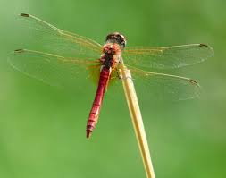 How Many Types Of Dragonflies Are There Find Out All About It In This Article Types Of Dragonflies Dragonfly Photos Dragonfly