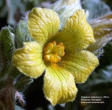 Image result for Raphidiocystis