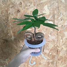 Image result for pachira obrázek