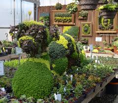 The Not So Shy Loch Ness In Our Greenhouse Succulents Succulents Garden Plants