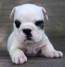 Maybe you would like to learn more about one of these? English Bulldog Pets And Animals For Sale Tampa Fl