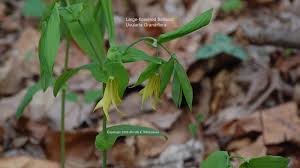 Adding native shrubs can add beauty to your landscape while attracting more watchable wildlife to your property. Us Wildflower S Database Of Yellow Wildflowers For Wisconsin